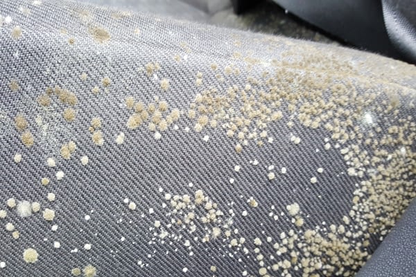 Mould Growth on Car Seat